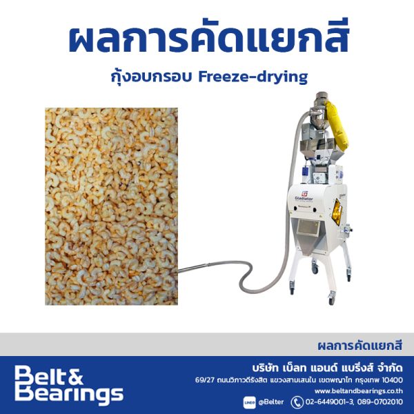 คัดแยกสีกุ้งแห้งอบกรอบ