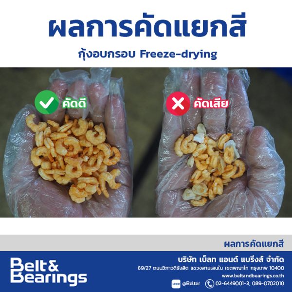 คัดแยกสีกุ้งแห้งอบกรอบ - Image 3