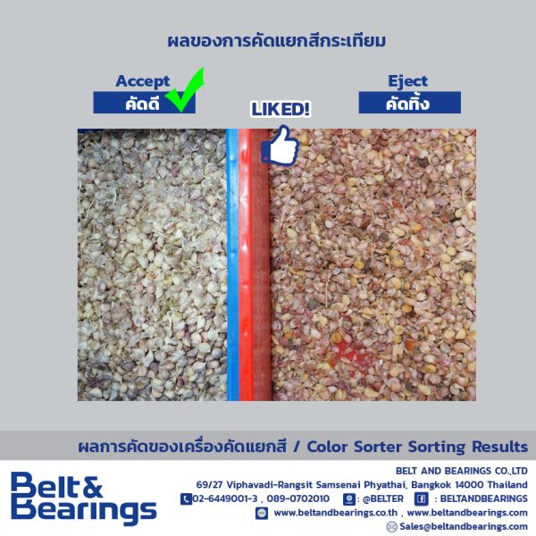 คัดแยกสีกระเทียม - Image 4
