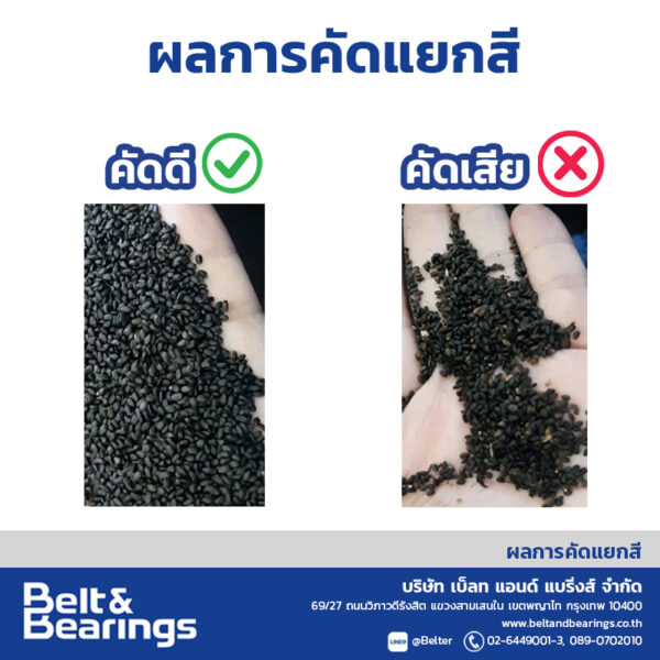 คัดแยกสีเมล็ดแมงลัก - Image 5